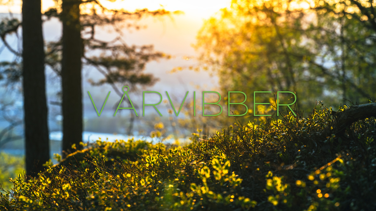 Vårvibber